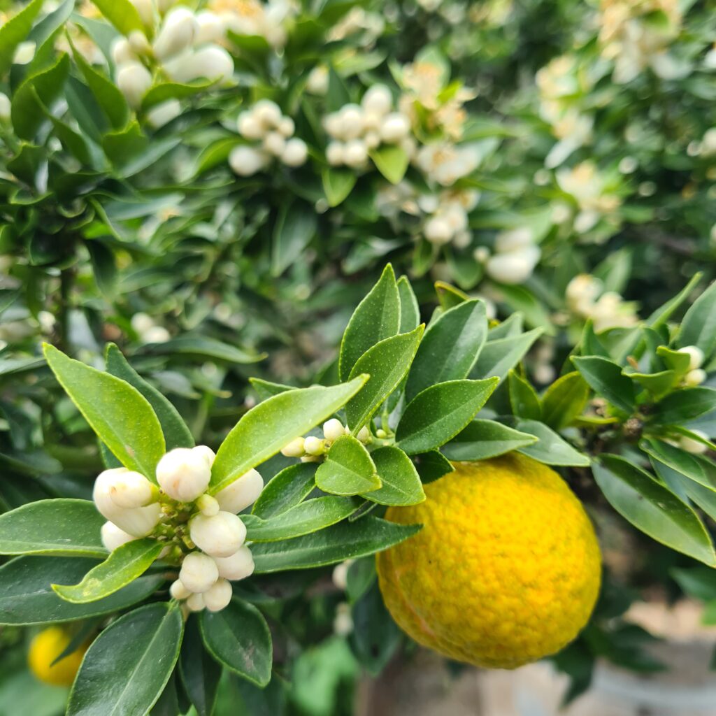 Yellow citrus fruit sourrounded by glossy leaves and clusters of wihtie buds