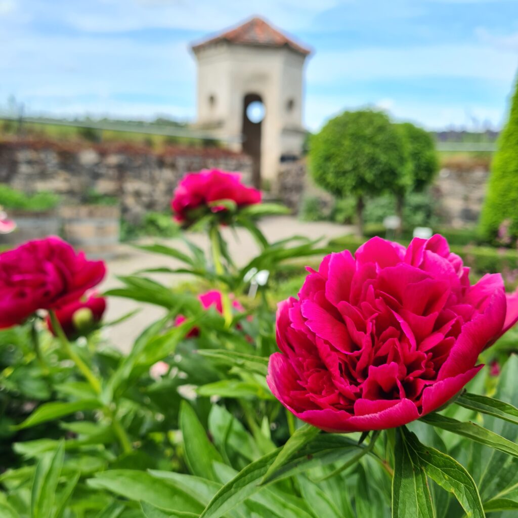 photograph of a peony with a burgundy colour.