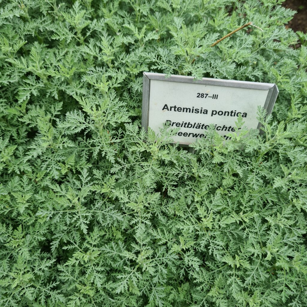 Dense green foliage of Artemisia pontica with a plant label in a garden bed