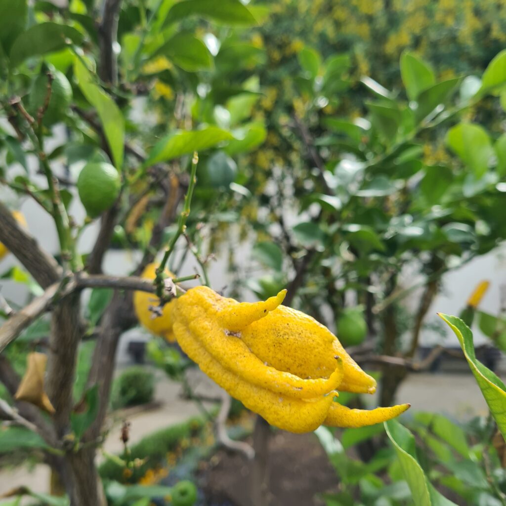 Yellow citrus fruit unusual