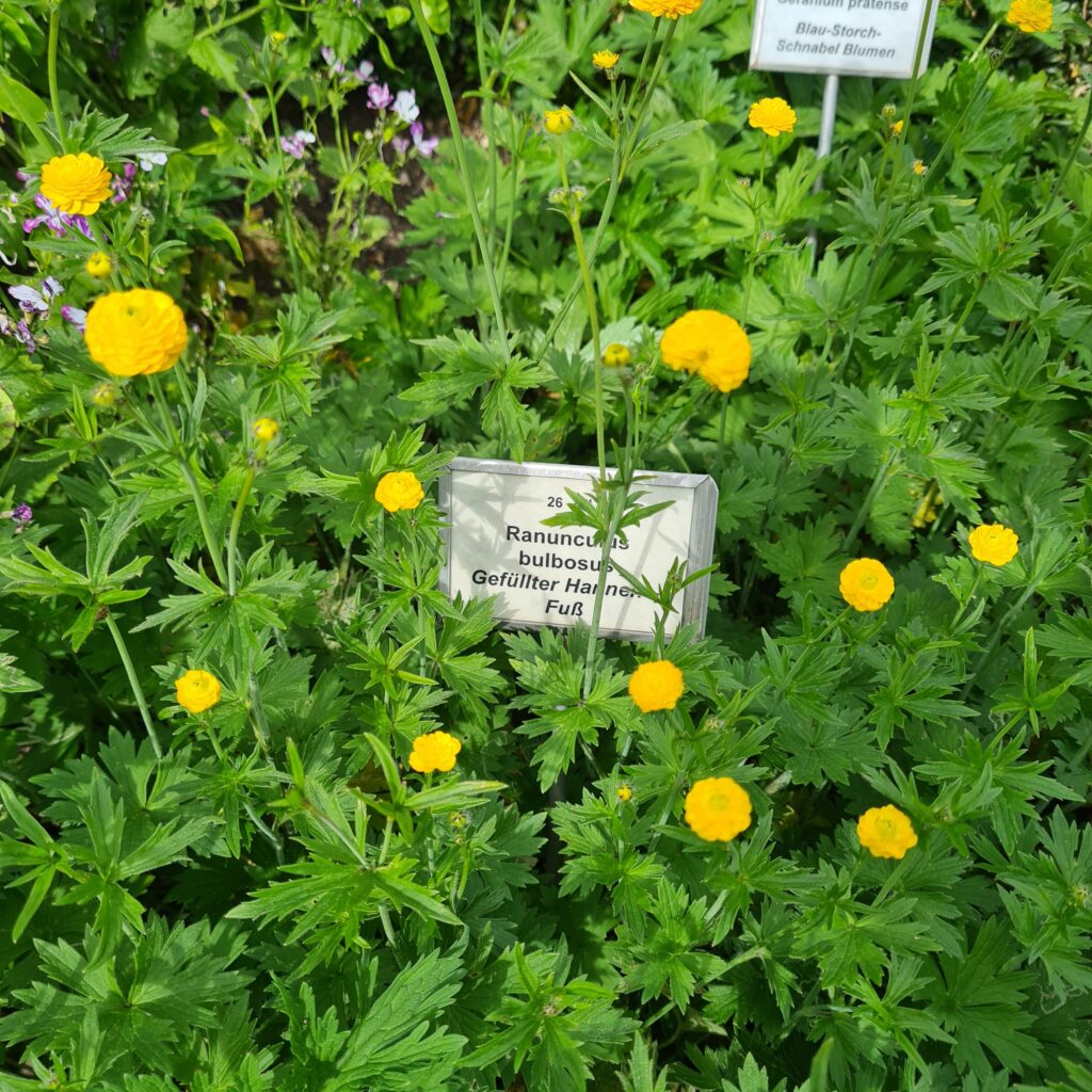 Photograph of the "Gefüllter Hahnenfuß" a plant with green leafes and small yellow flowers