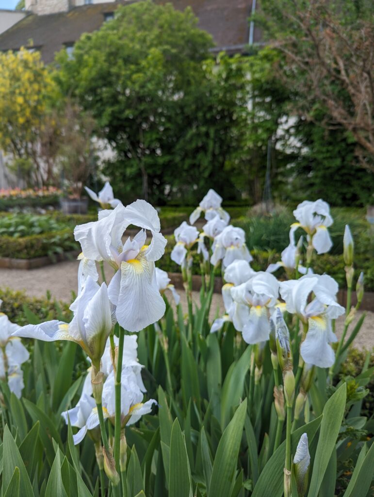 White irises with yellow accents blooming