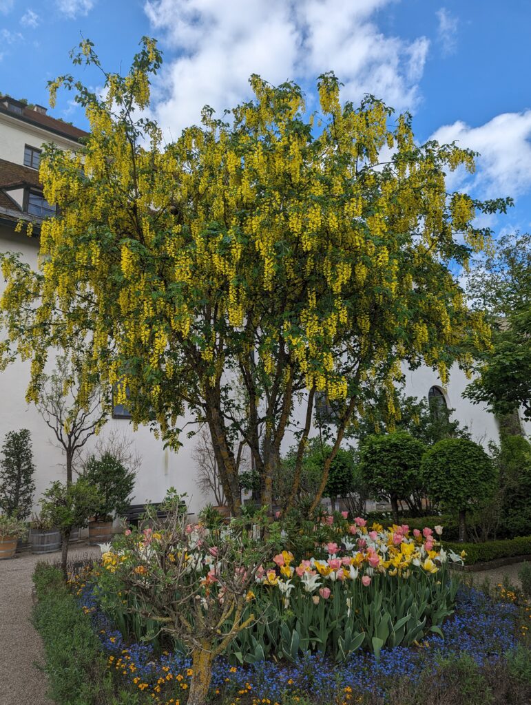Yellow flowering tree above a colourful spring flower bed with tulips and blue sky