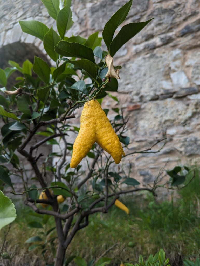 yellow citrus fruit hanging from a tree with green leaves